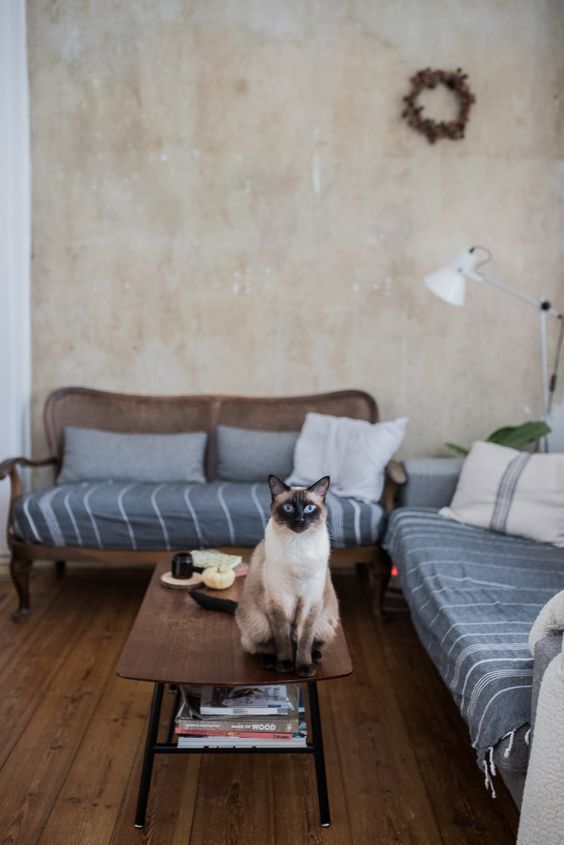 Чотирилапі квартиранти: як орендувати квартиру з домашньою твариною