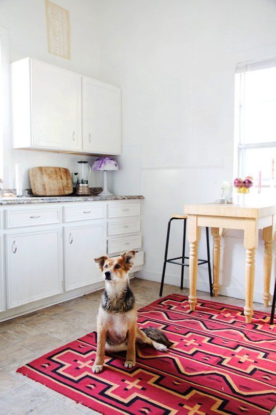 Чотирилапі квартиранти: як орендувати квартиру з домашньою твариною