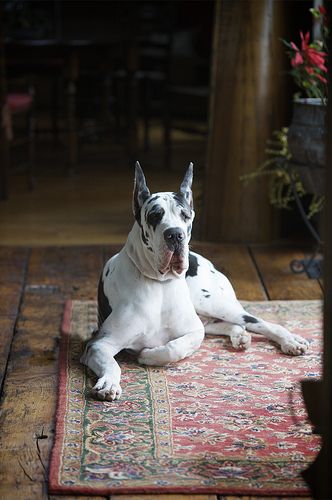 Чотирилапі квартиранти: як орендувати квартиру з домашньою твариною